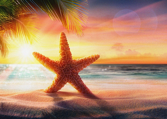 Starfish Animal Sea