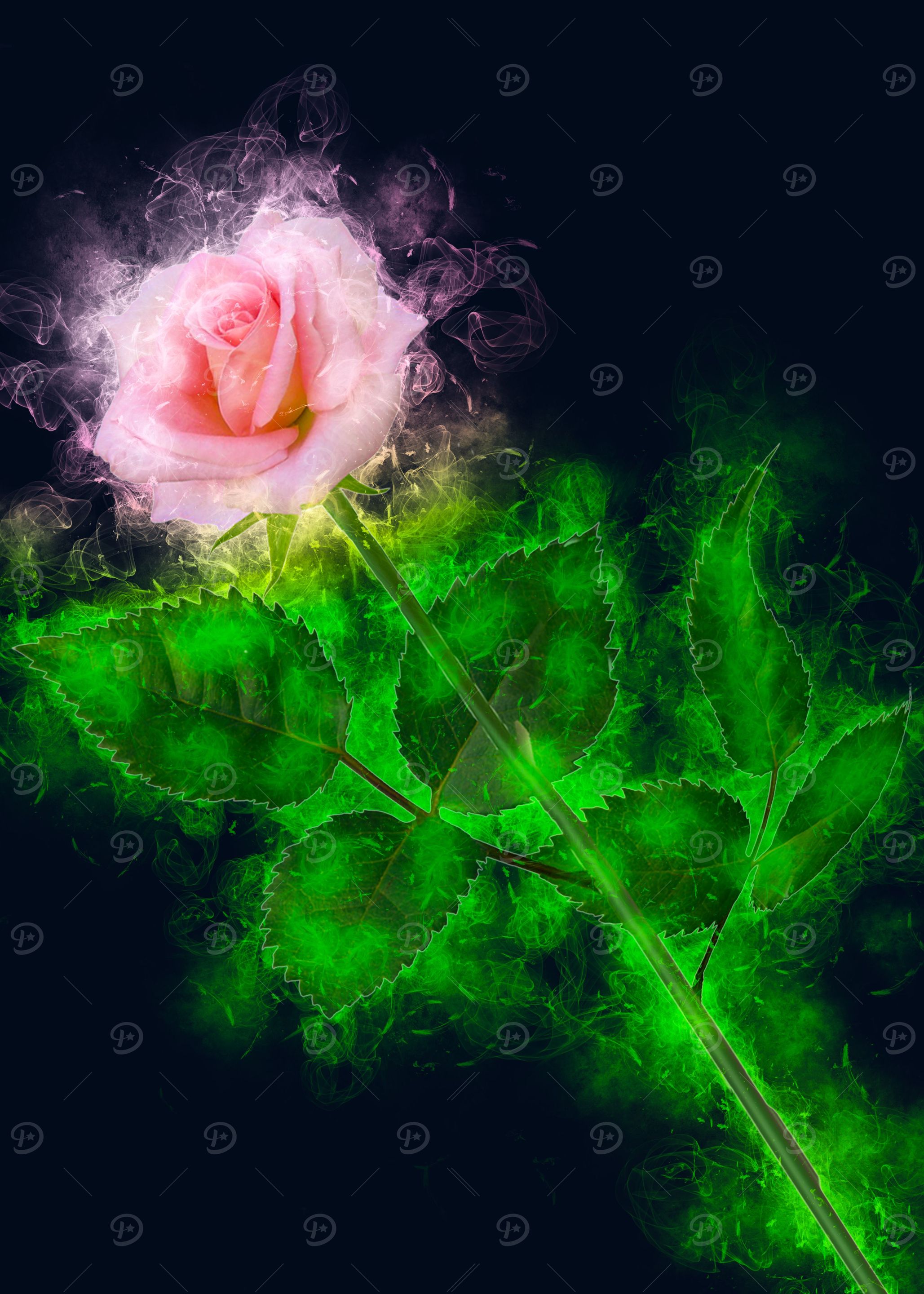 pink rose smoky