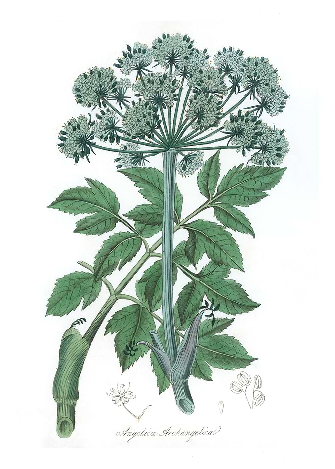 Angelica archangelica