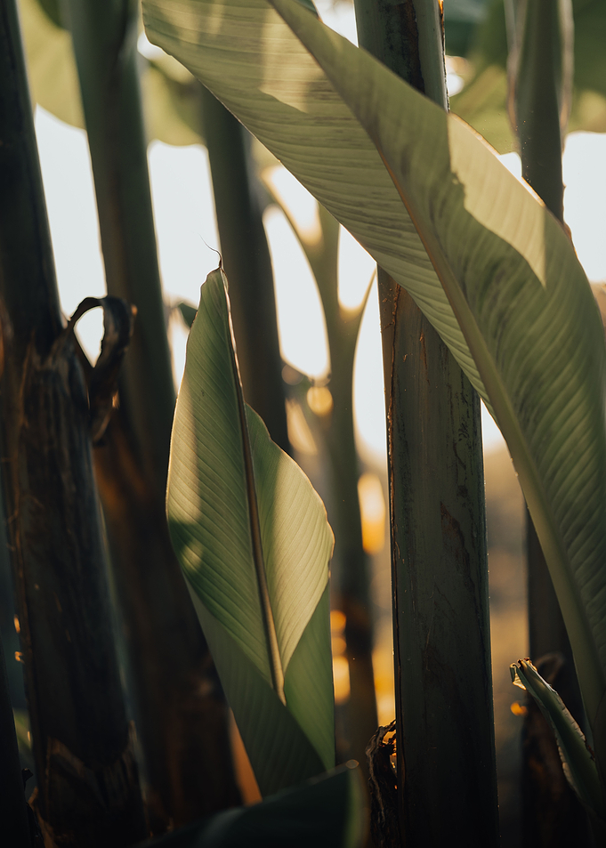 banana tree sunset