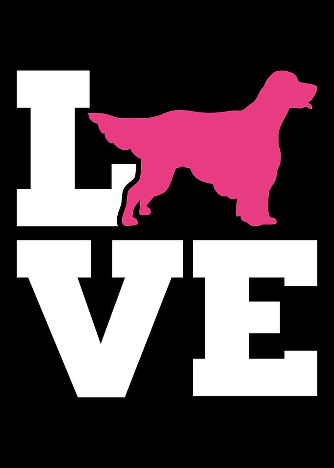 English Setter