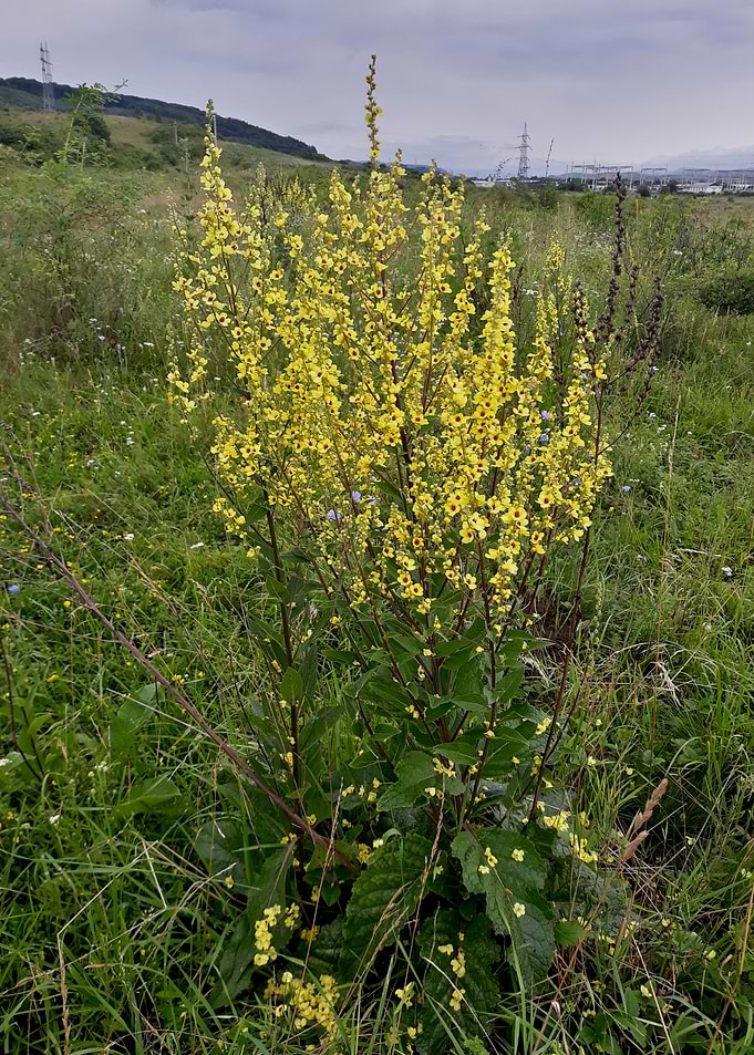 Wildflowers torch