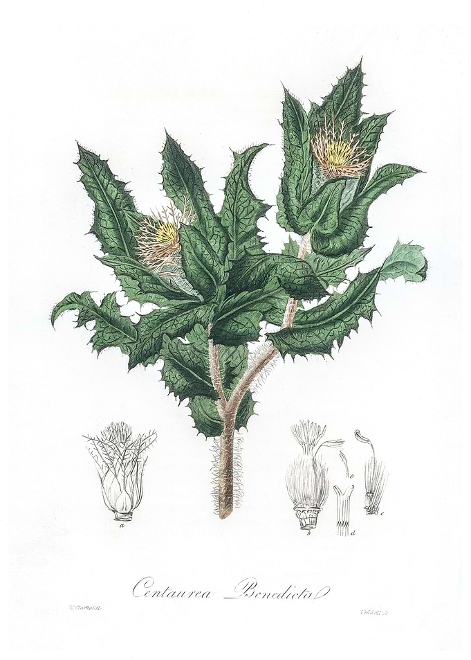 Holy thistle Centaurea