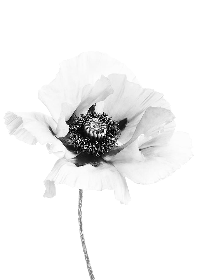 Giant Poppy 2
