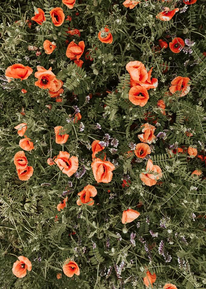 Poppies