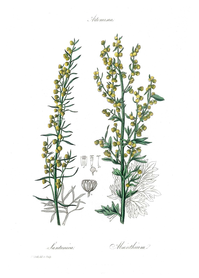 artemisia