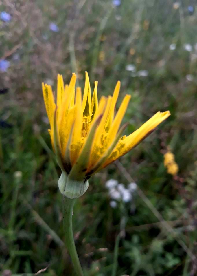 Closed wildflower