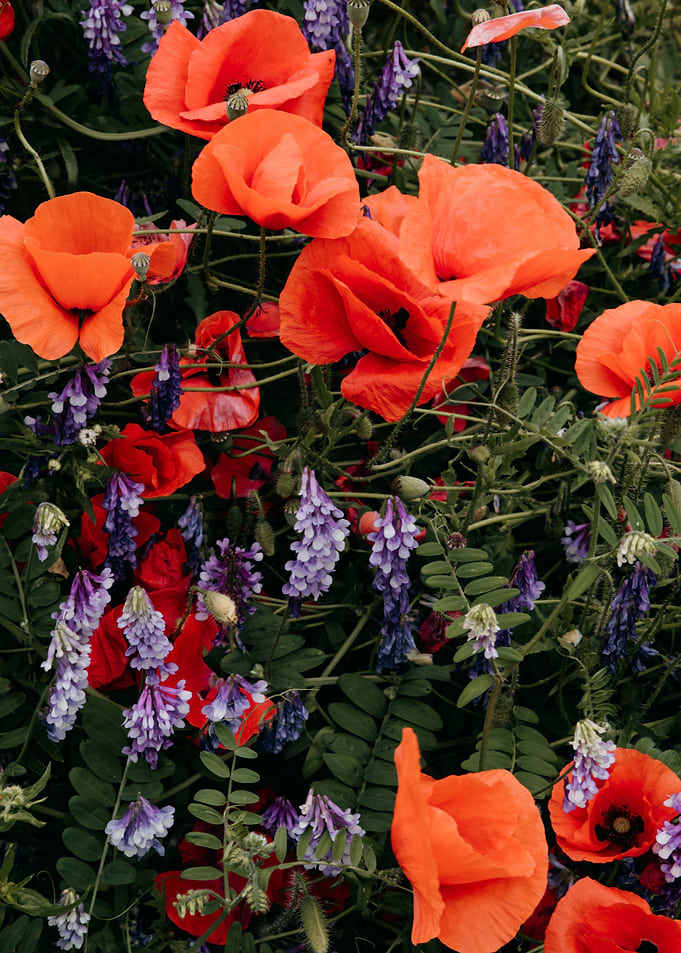 Poppy field