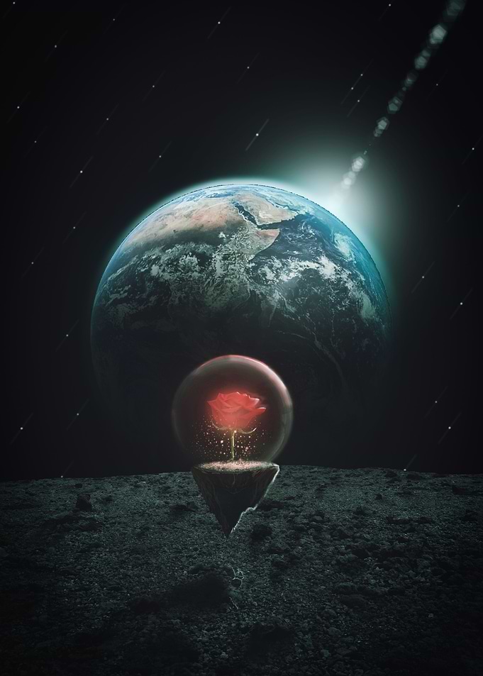 Space Rose