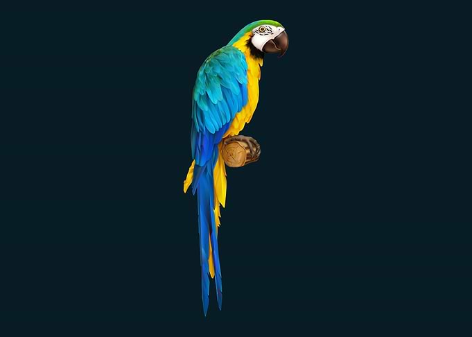 Beautiful Parrots