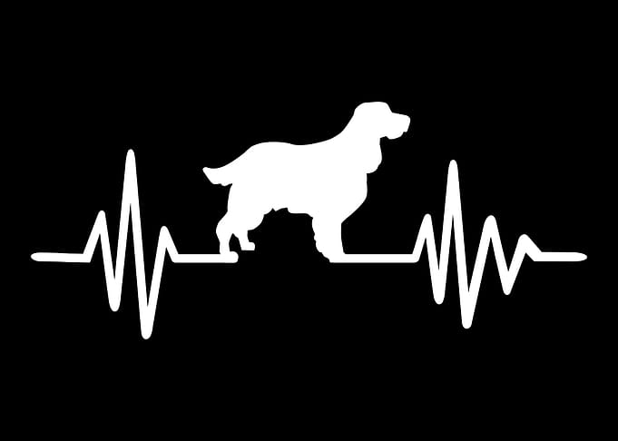English Springer Spaniel