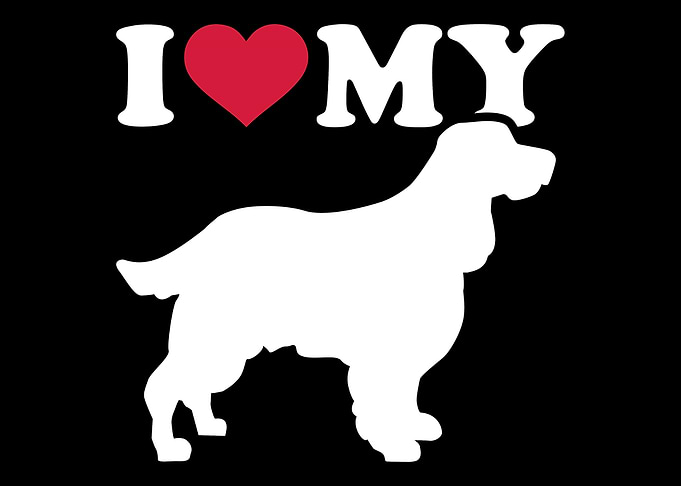 English Springer Spaniel