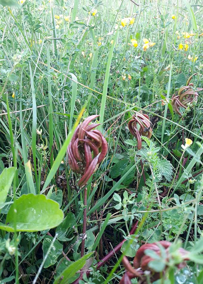 Fresh field flowers