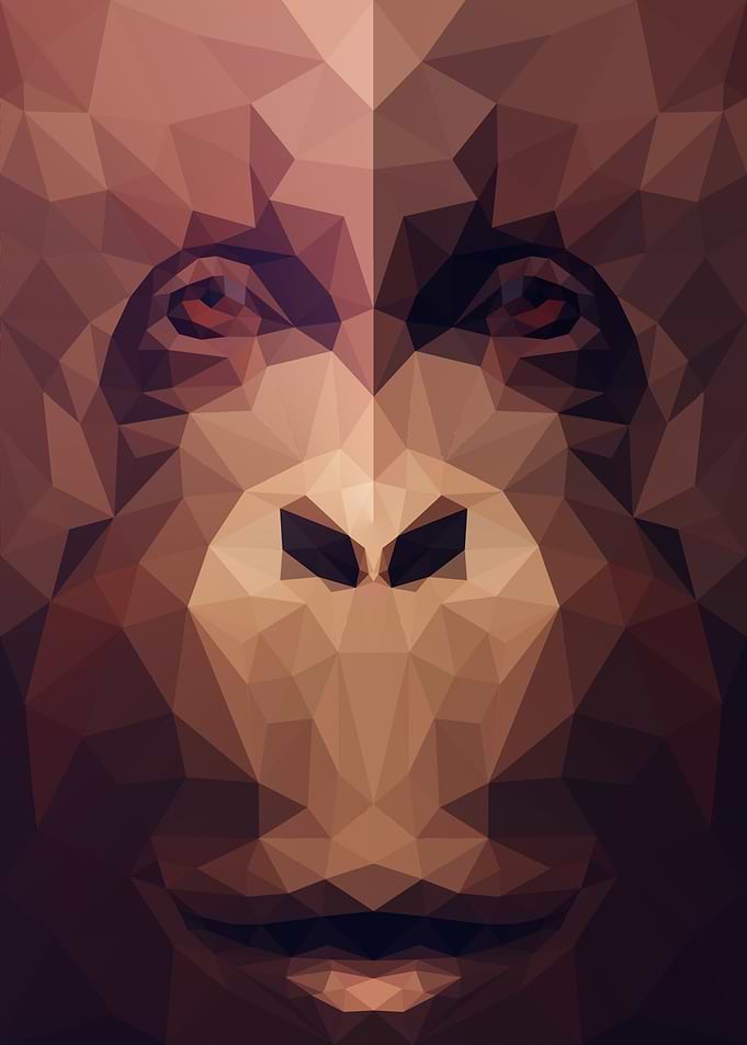Orangutan