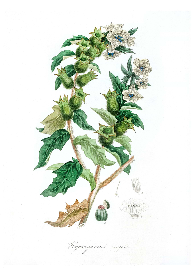 Hyoscyamus niger