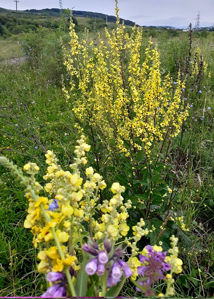 Field in bloom