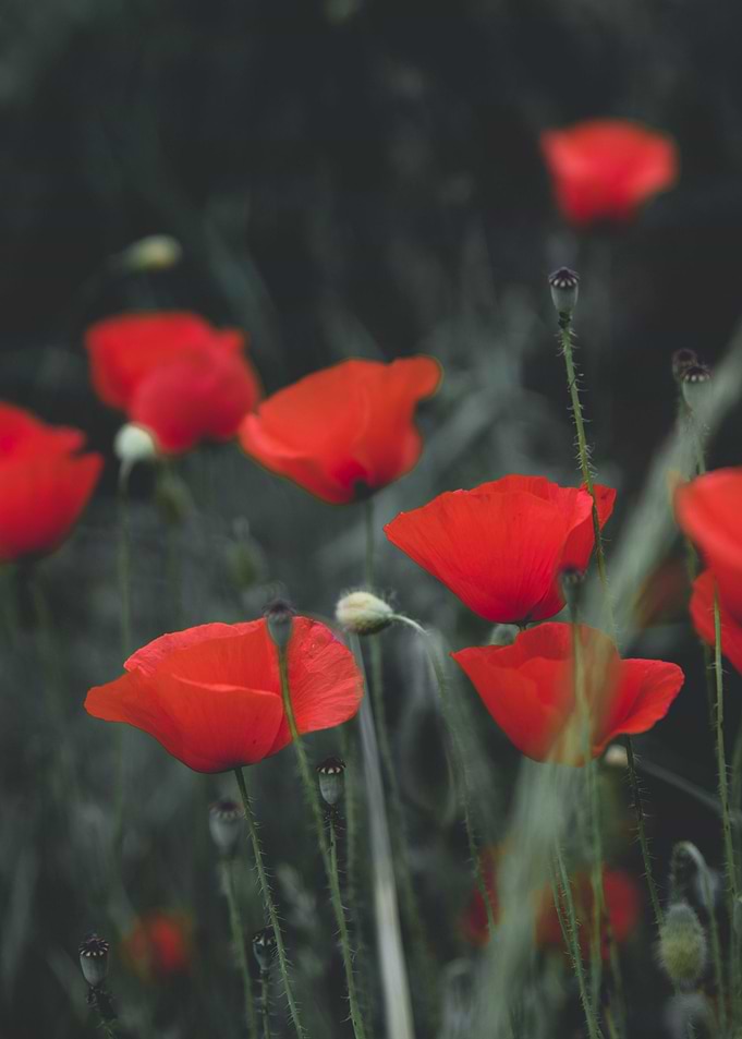 Poppy field