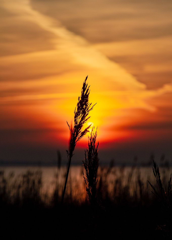 Reed in the Sunset