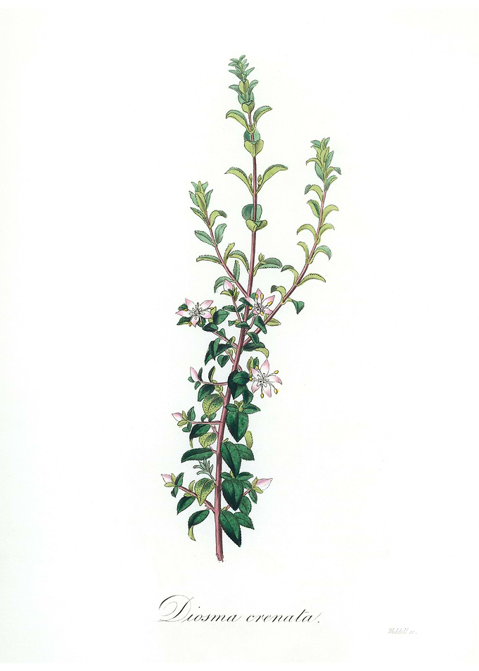 Diosma crenata