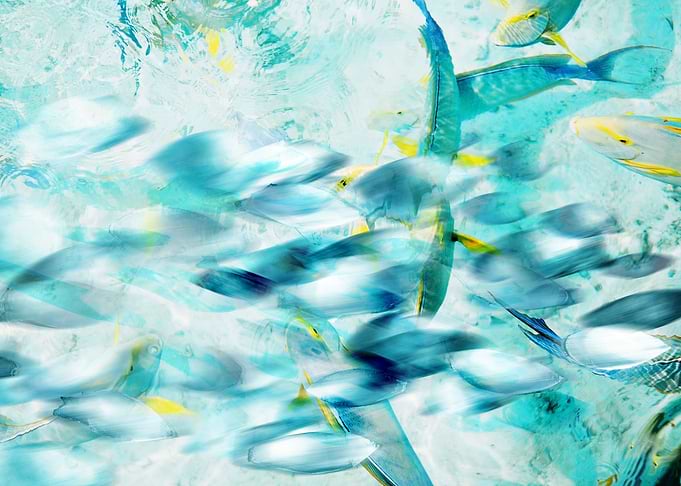 Fish Shoal Illusion 4