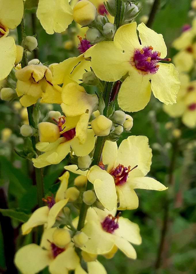 Yellow field flowers
