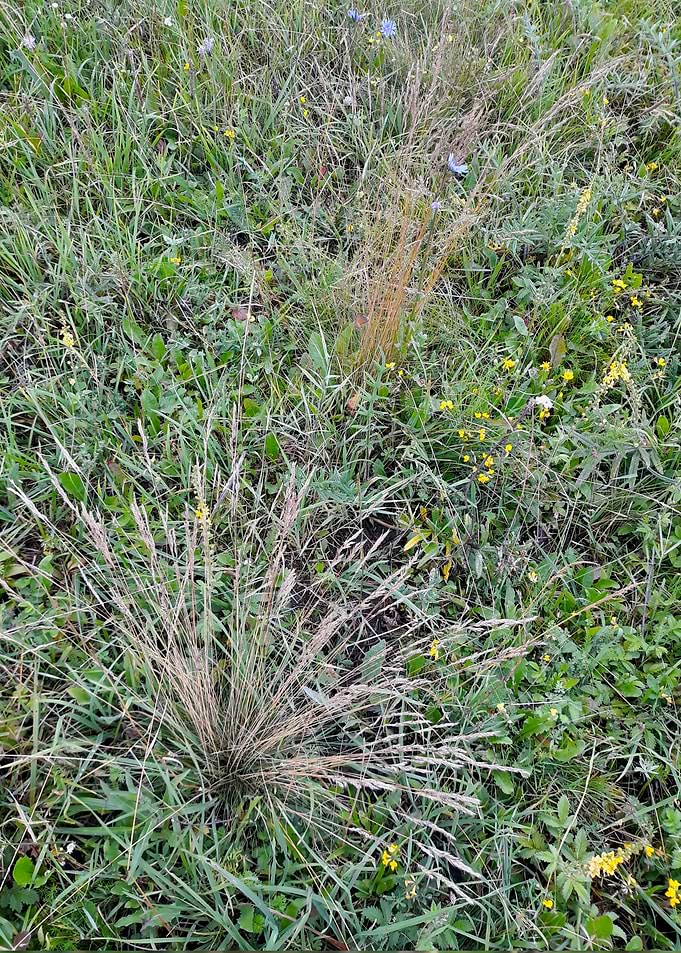 Field patterns