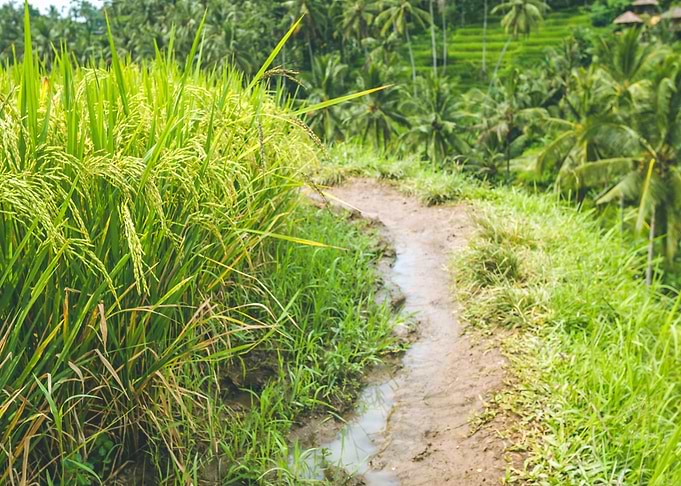 Walking Path Along Rice Te