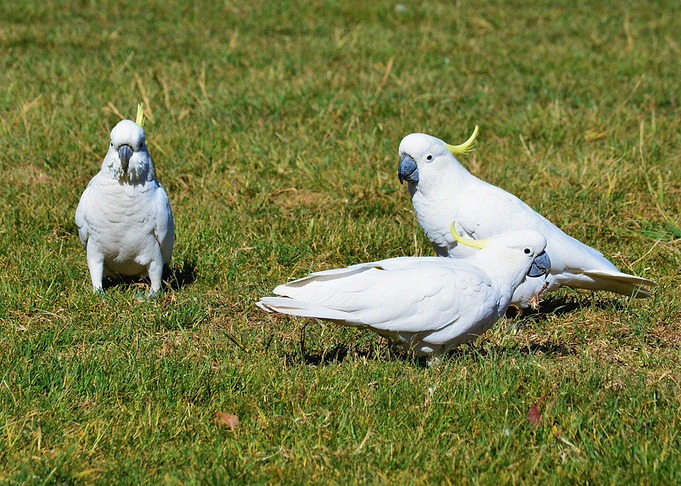 Birds
