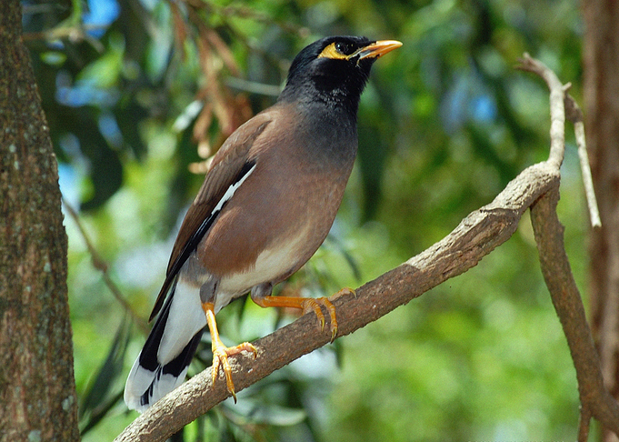 Birds