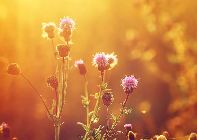 Sunlight Meadow Soft Na