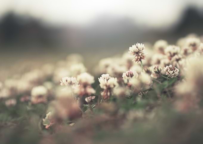 Sunlight Blooming Meadow