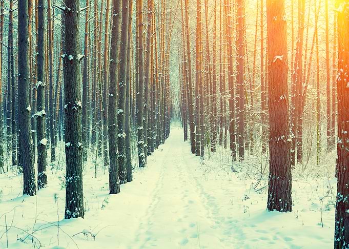 Forest Winter Landscape Fo