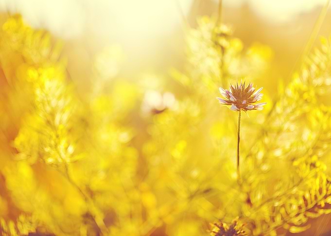 Blooming Meadow Soft Na