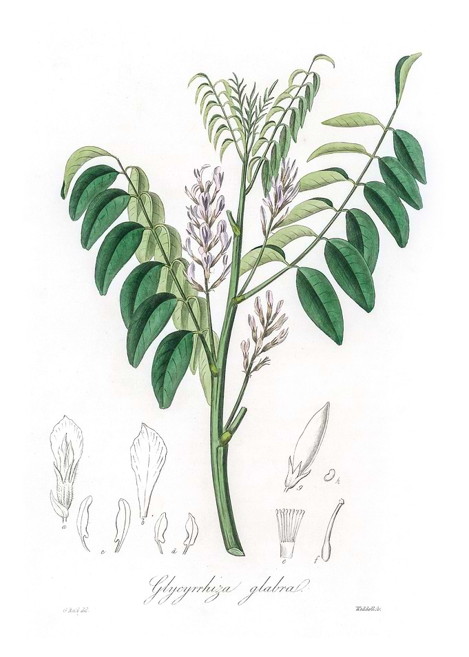 Liquorice Glycyrrhiza