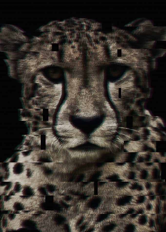Glitched Cheetah