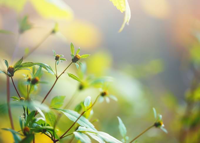 Closeup Outdoor Tree Me