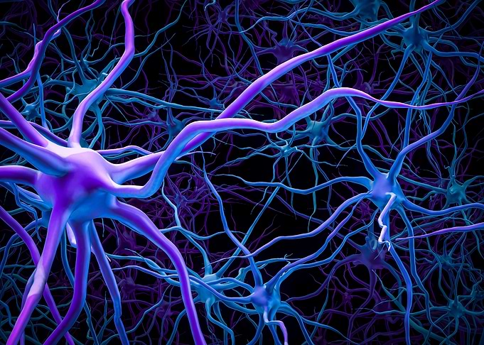 Neural Network