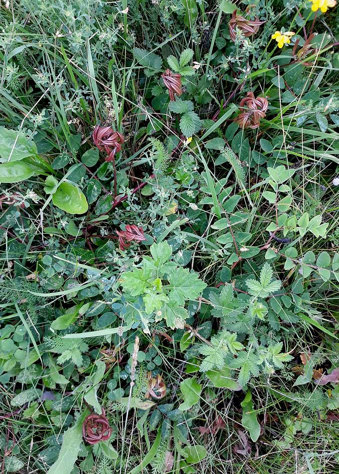 July flowers