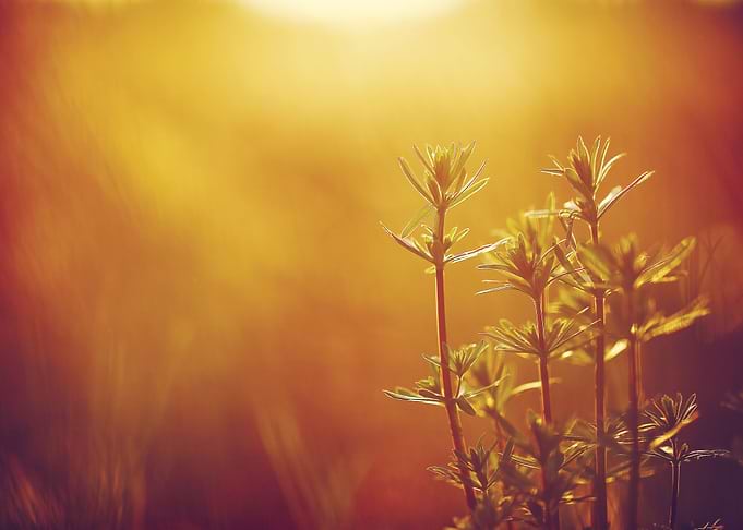 Outdoor Sunlight Meadow