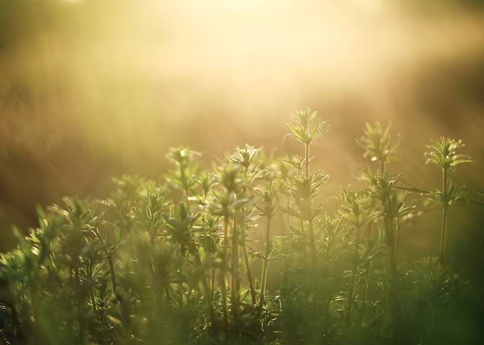 Outdoor Sunlight Meadow