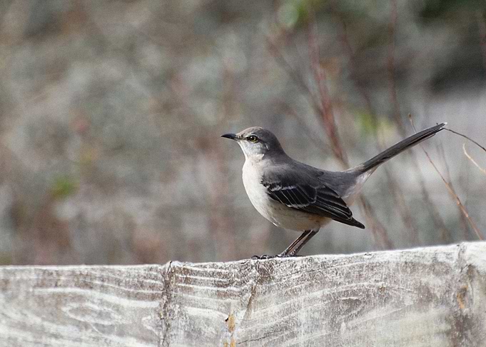 Birds
