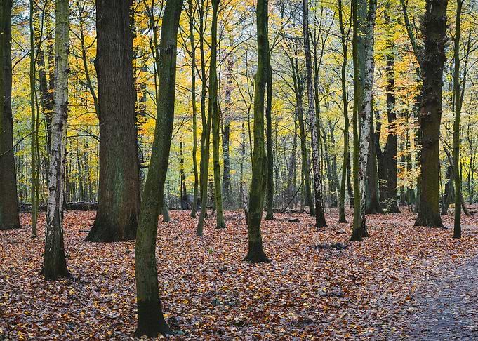 Panorama Of A Autumn Yello