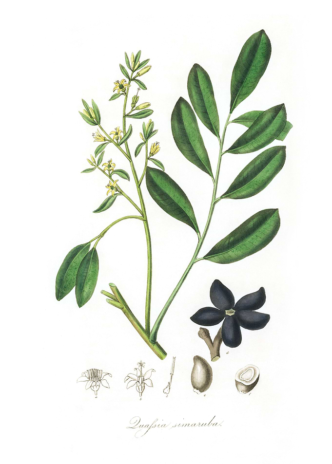 Lualsia simarula