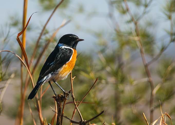Stonechat