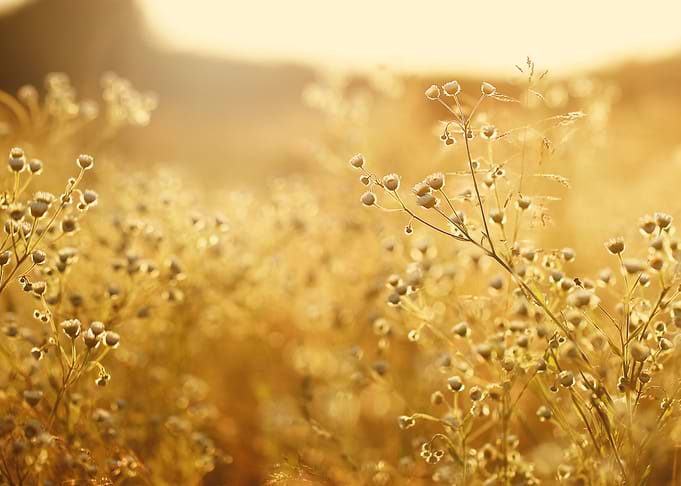 Sunlight Blooming Meadow