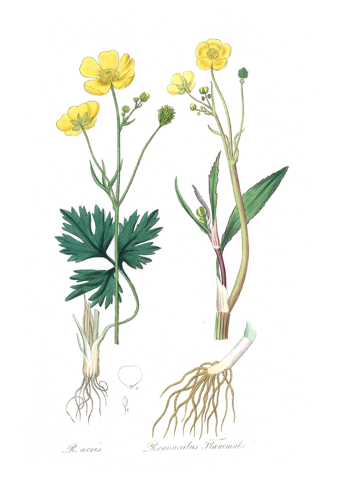 Lesser spearwort
