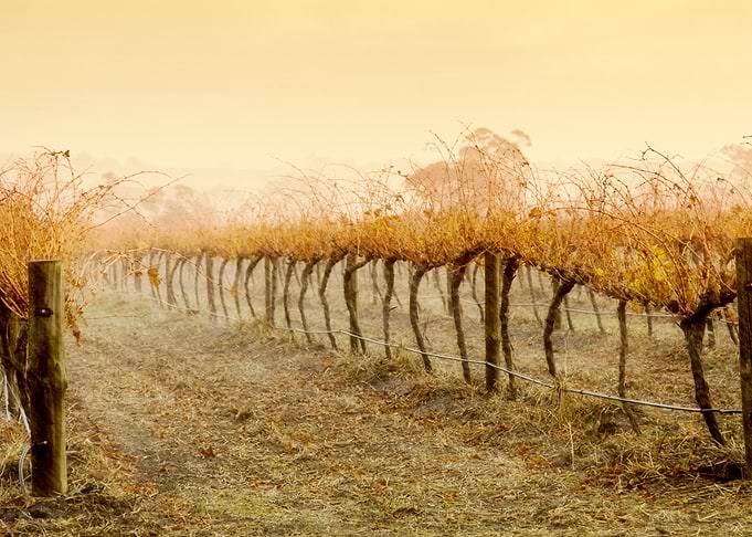 Wine Winery Sepia Sunrise
