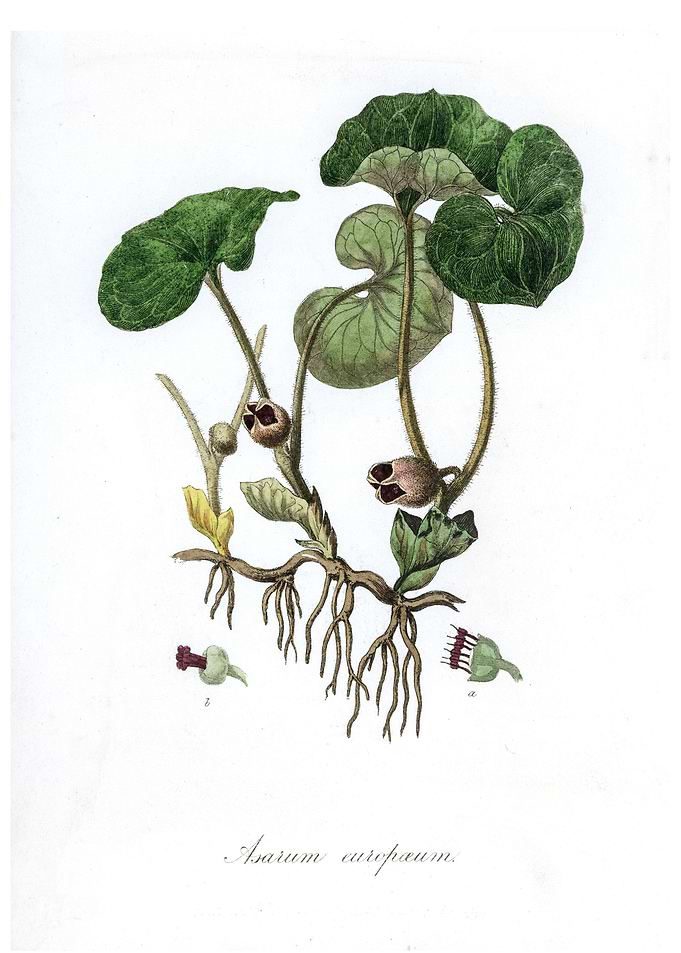 Asarum europaeum