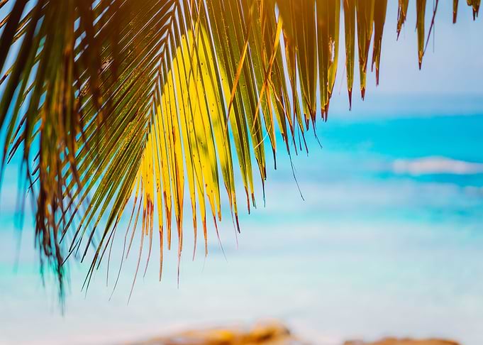 Palm Branches On Blue Ocea
