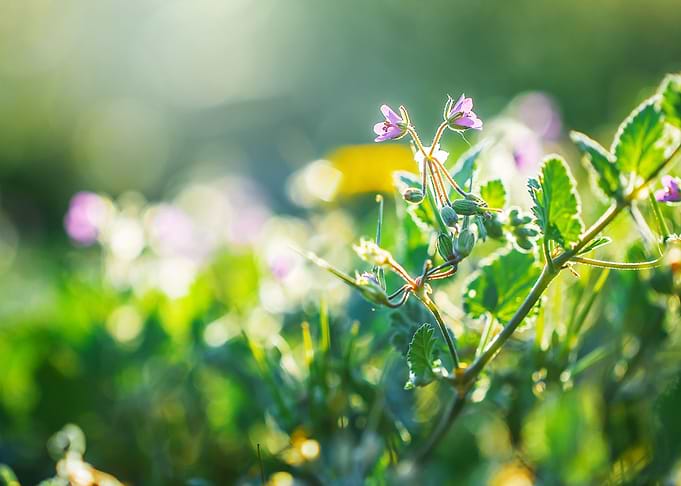 Spring Outdoor Sunlight